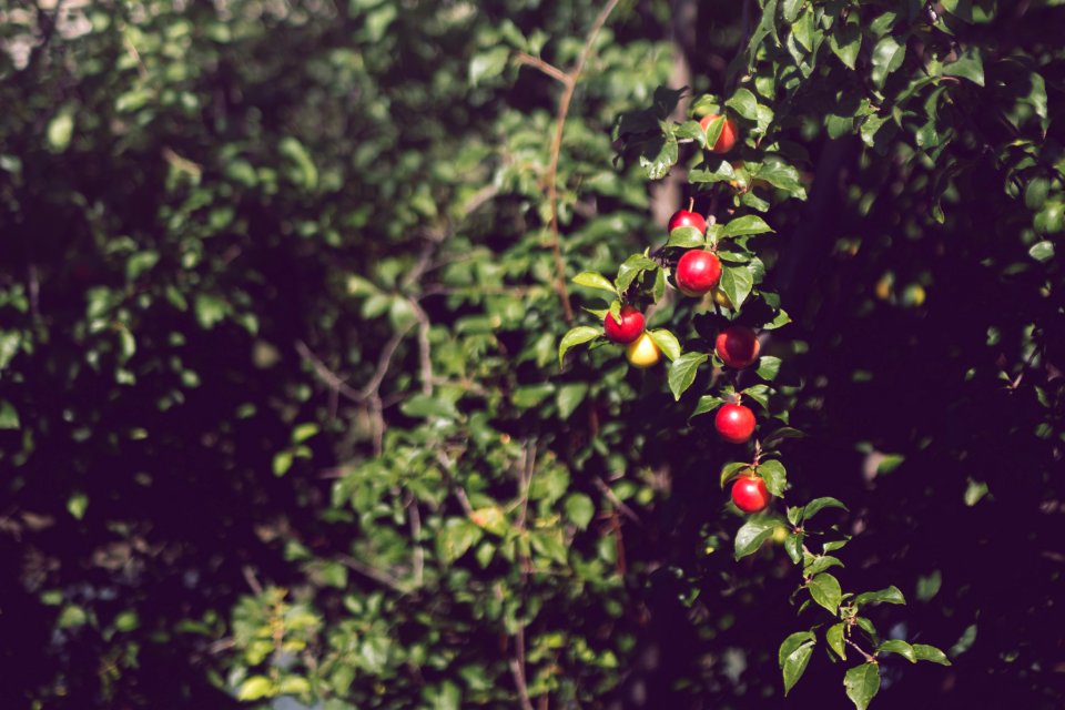 Fruit, Nature, Outdoor