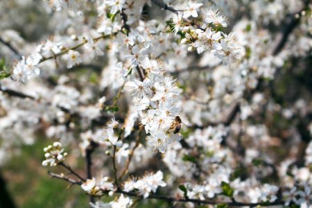 Tree, Sunny, Spring