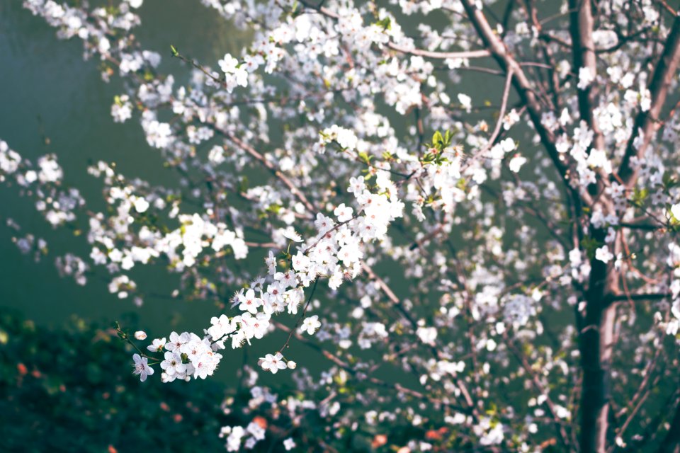 Water, Tree, Sunny