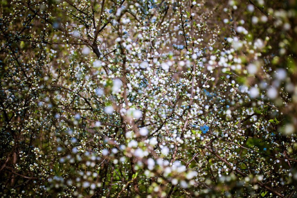 Flower buds plants spring