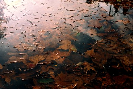 Toulouse, France, Reflection