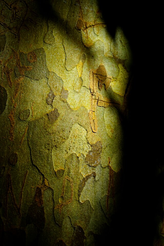 Tribe shadow play light and shadow