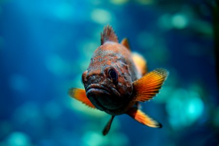 macro shot of orange and brown fish photo