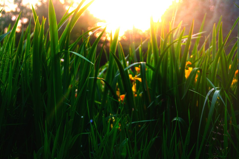Wild, Natuur, Nature
