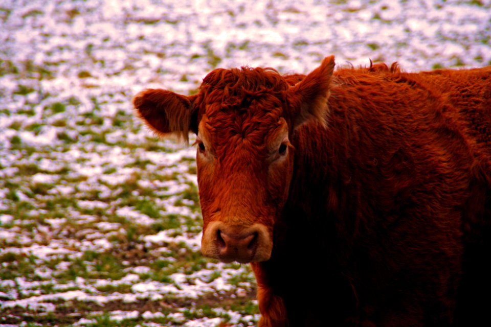 Grass, Animals, Moo - Free photos on creazilla.com