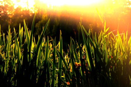 Forest, Sun, Sunrise