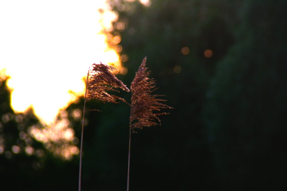 Green, Orange, Sun