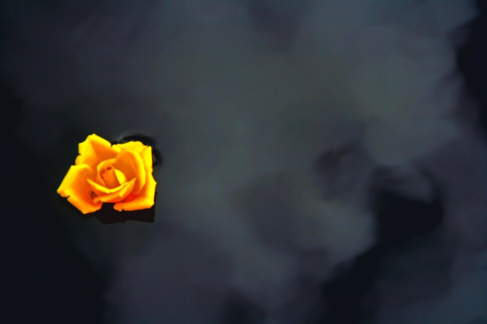 Summer, Rose, Floweronwater