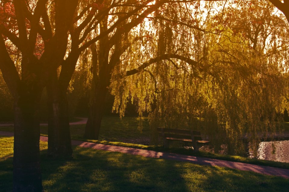 Nature, Park, Bench