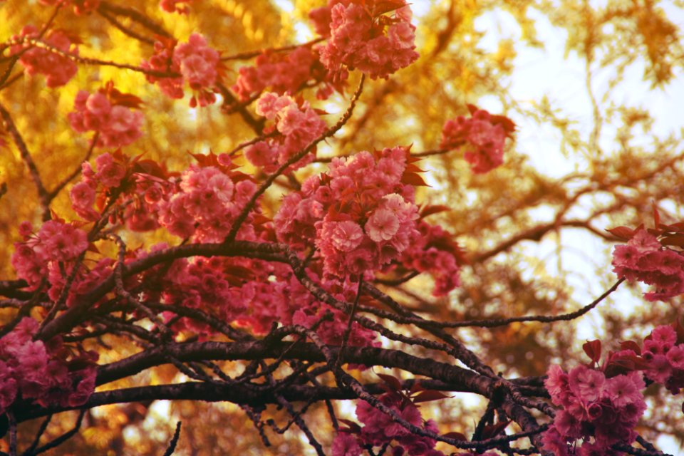 Flowers, Pinkflowers, Pink