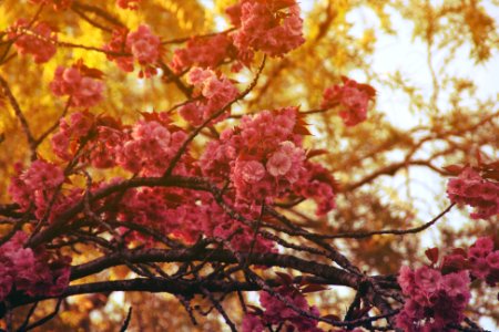 Flowers, Pinkflowers, Pink