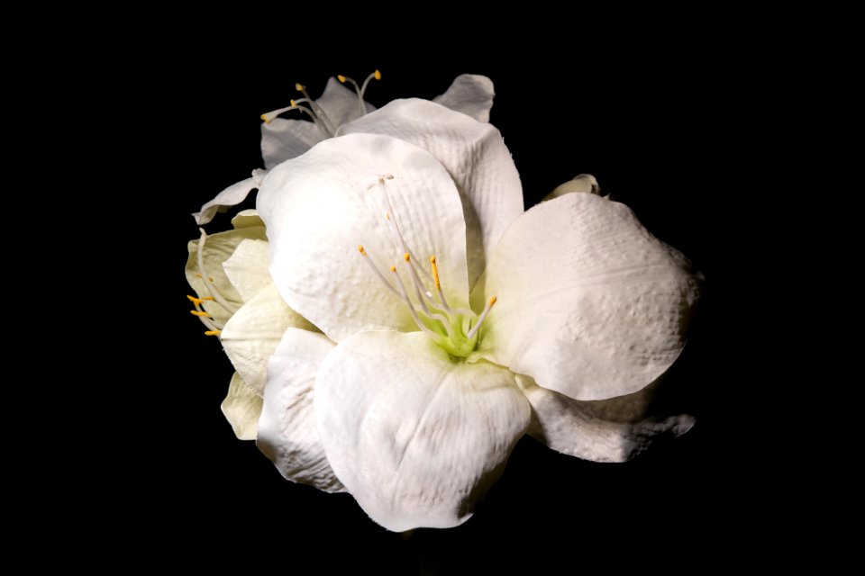 White, Flower, Black