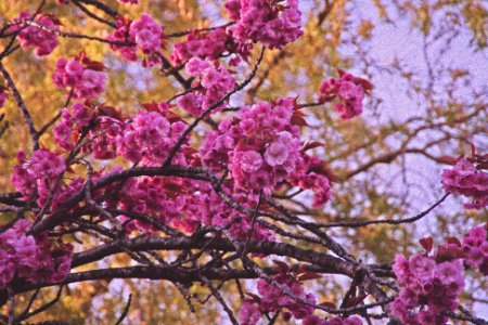 Park, Nature, Tree photo