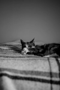 Black  white, Animal, Cute