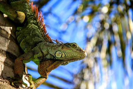 selective focus photography of green iguana photo