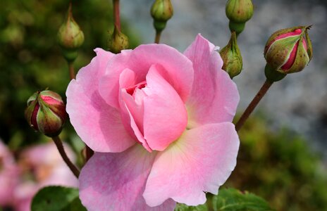 Bloom fragrance plant