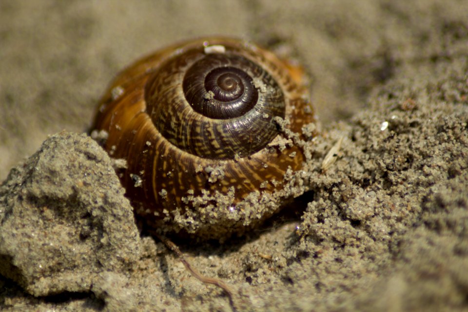 Bratislava, Slovakia, Snail