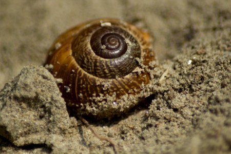 Bratislava, Slovakia, Snail