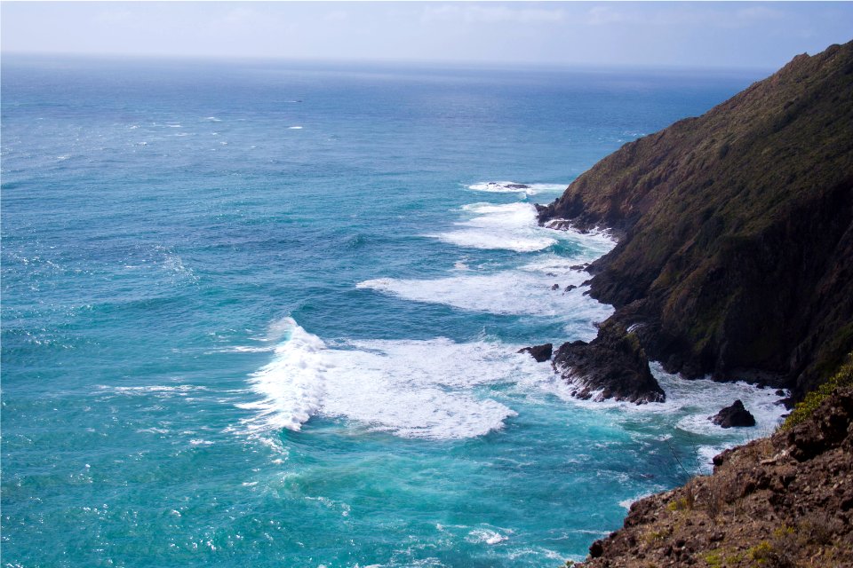 Cape reinga, New zeal, Trees