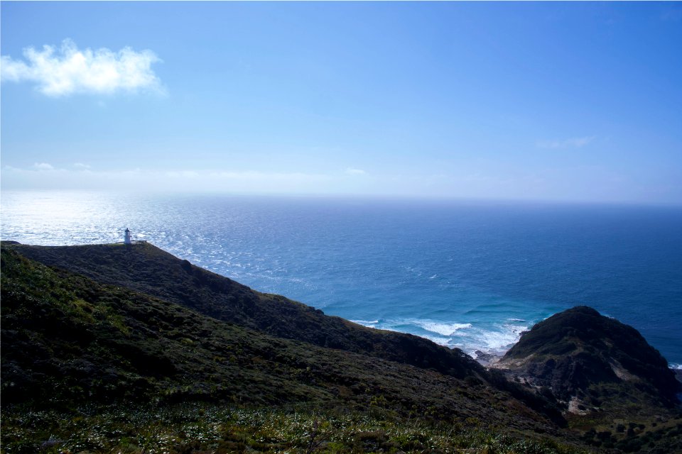 Cape reinga, New zeal, Native