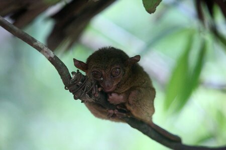 Tar shea monkey tarsier bohol tarsier