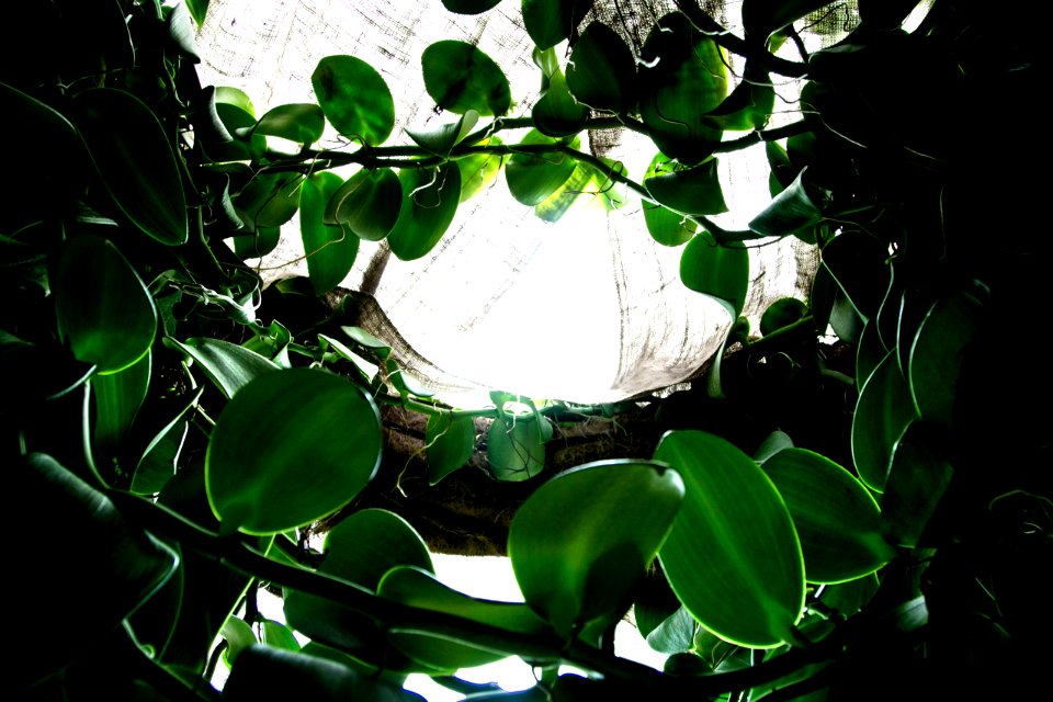 Light, Garfield park, Chicago
