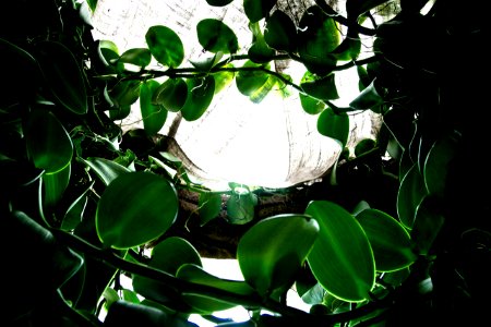 Light, Garfield park, Chicago