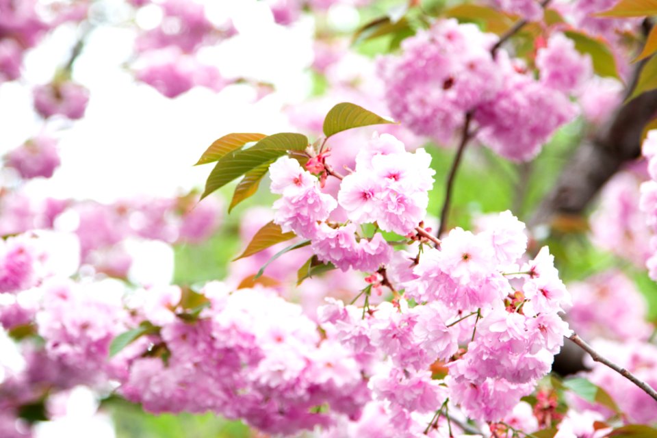 Outdoors, Nature, Pink