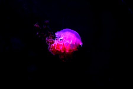 photo of pink and purple jelly fish photo