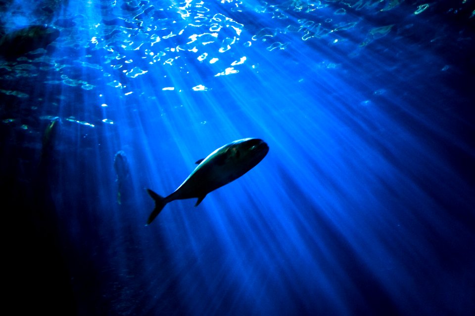 fish under body of water