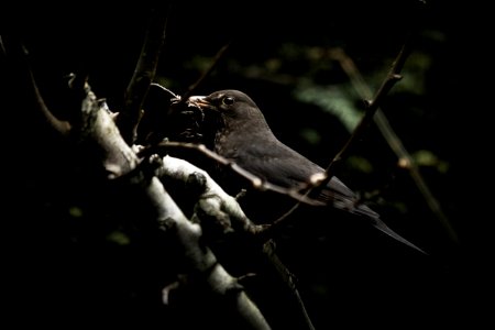 black bird perching on brown tree photo