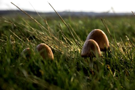 Grass, Mushroom, Field