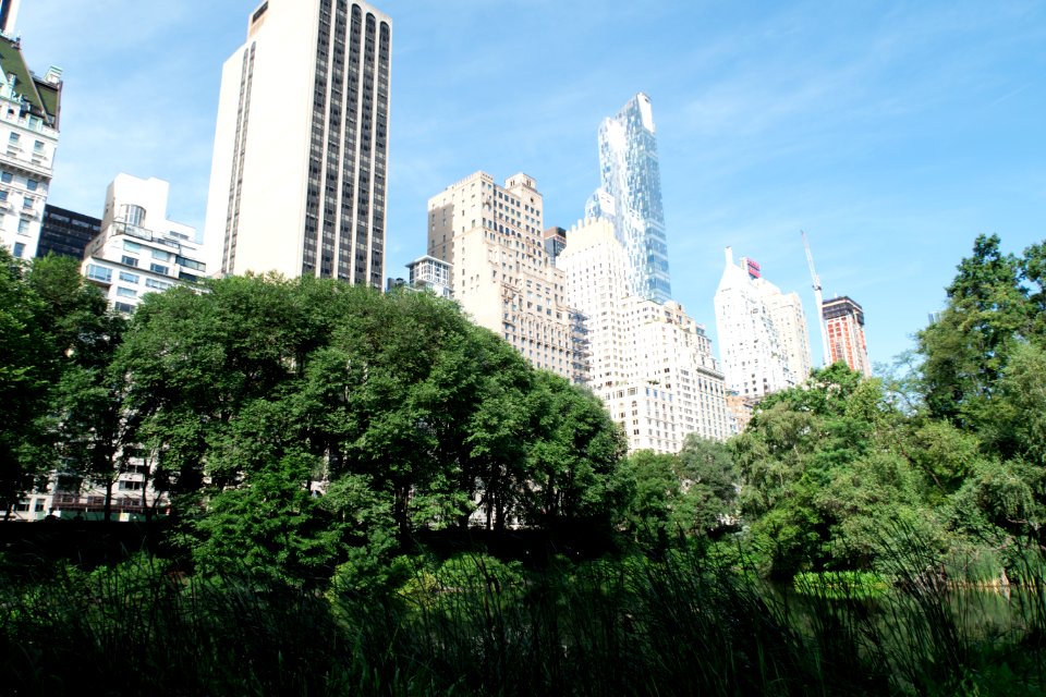 Skyline, Central park, Trees