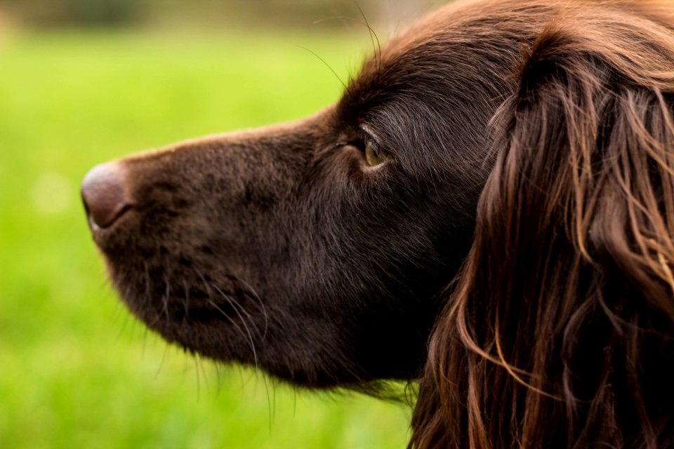 Dog, Littlebourne, United kingdom