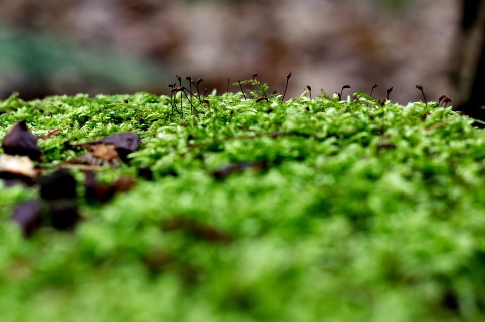 Plant, Leaf, Nature