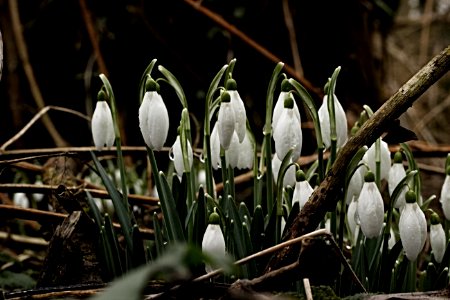 Bekesbourne, United kingdom, Woodl photo