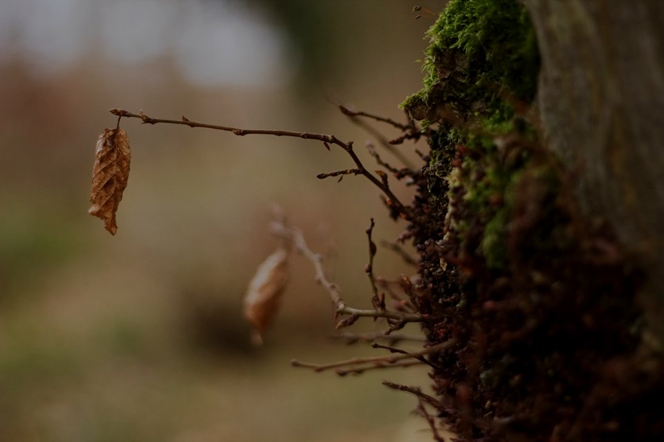 East blean wood, United kingdom, Moss
