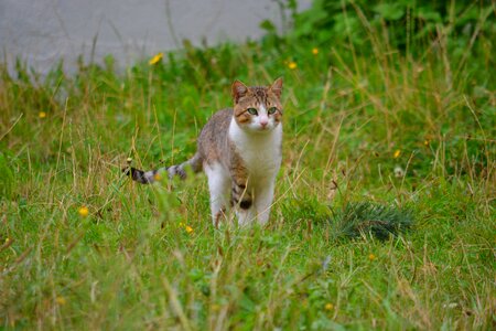 Domestic animal look animals