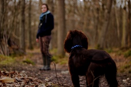 woman looking on brown dog inside the woods photography photo