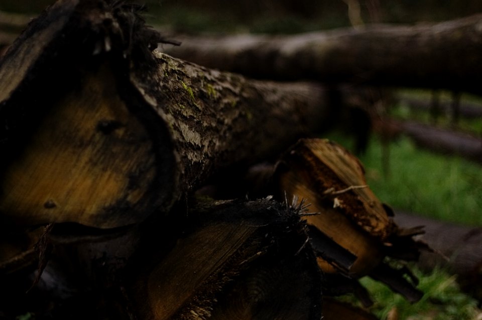 Fordwich, United kingdom, Bark