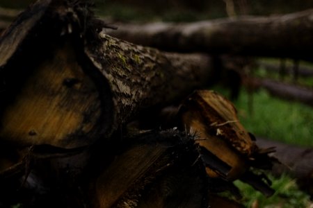 Fordwich, United kingdom, Bark