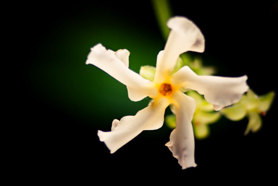 Green, White, Jasmine