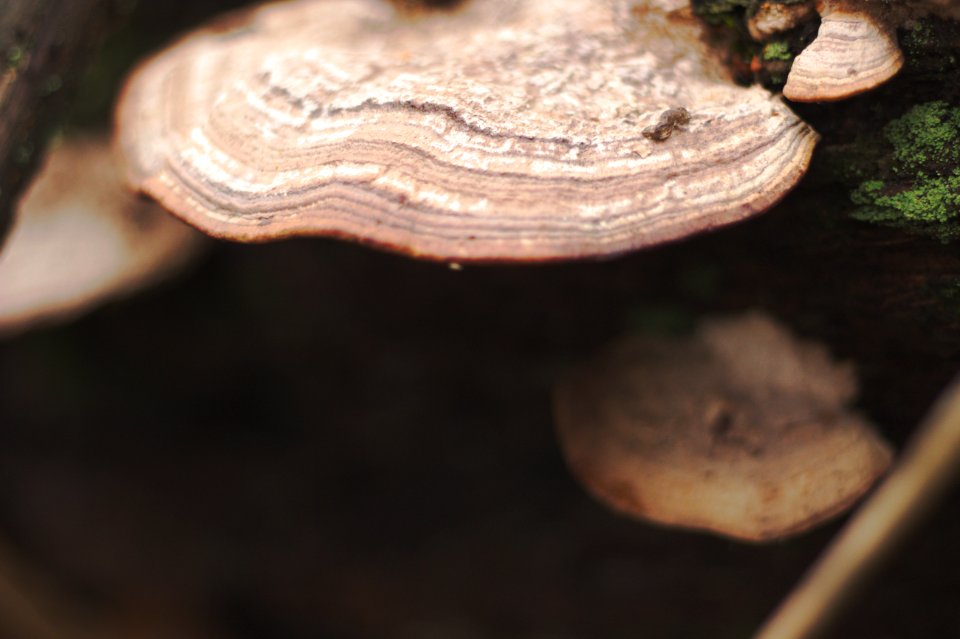 East blean wood, United kingdom, Woodl