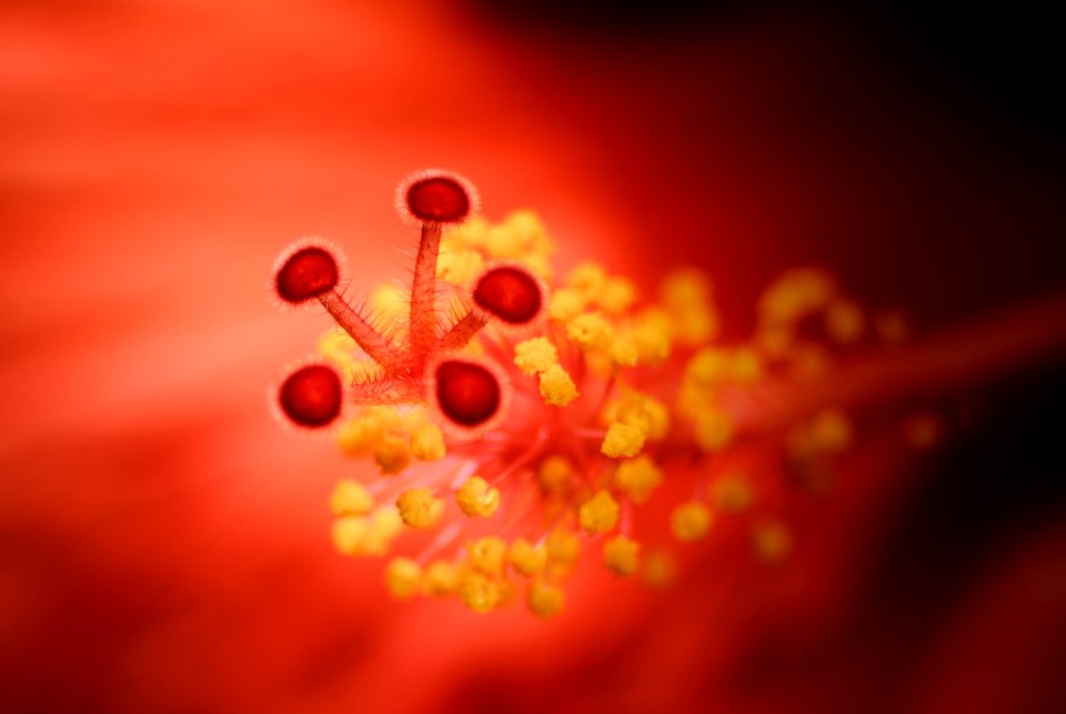 Pollen, Stamen, Flower