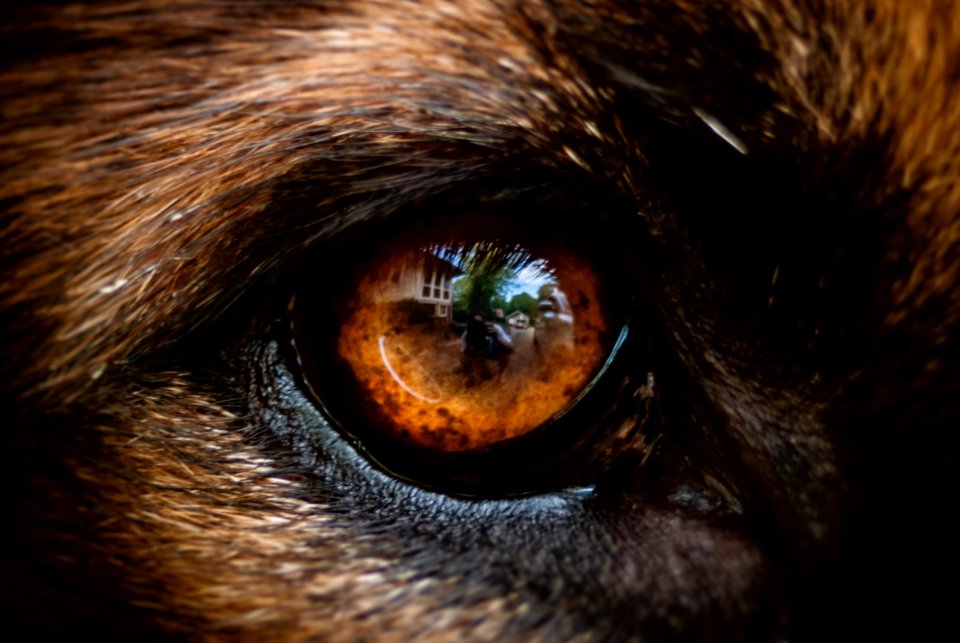 Brown, Shepherd, Black