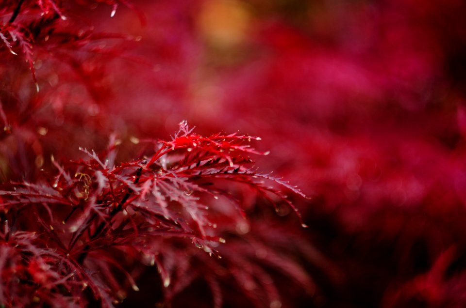 red petaled flower closeup photography