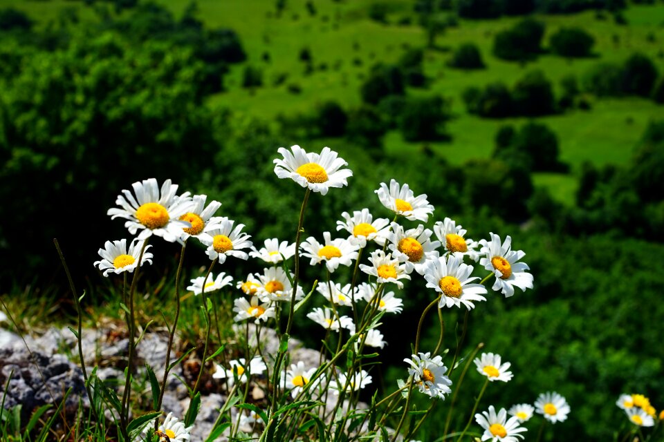 White leucanthemum vulgare basket flower greenhouse