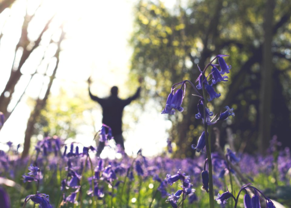 Foxley wood, United kingdom, Forest