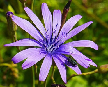 Altitude distinctive filigree