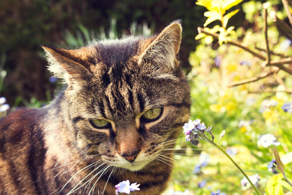Briston, United kingdom, Closeup